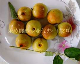 重大消息山东鲜枣上市了