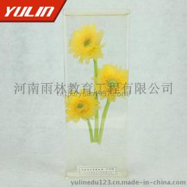 观赏性植物非洲菊保色浸制标本 浸制标本批发