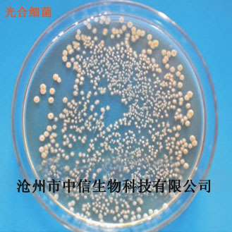 光合细菌 净化水质 培养有益藻类