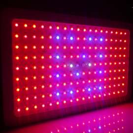 全光谱led led grow light led补光灯 500w 叶菜多肉灯