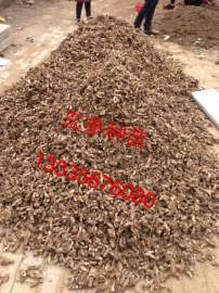 供应玄参种苗 玄参种植