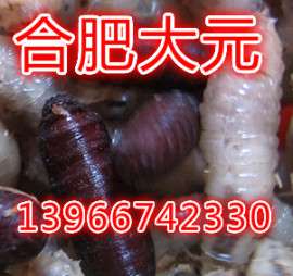 蝇蛆种，苍蝇种，蛆种报价（2017）