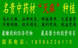 重庆可以种植天麻 四川适合天麻种植