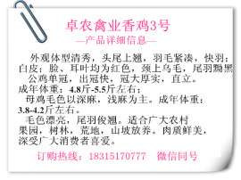 重庆香鸡苗,四川香鸡苗价格;求购香鸡苗厂家电话;香鸡苗哪家好