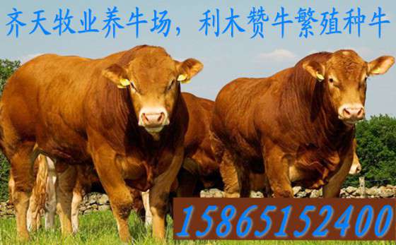 山东肉牛养殖场哪家讲信用