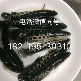 江苏兴化湘云鲫鱼苗新沂黄颡鱼苗泰兴胡子鲶鱼苗