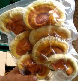 安徽赤灵芝菌种价格 康瑞灵芝厂家直销