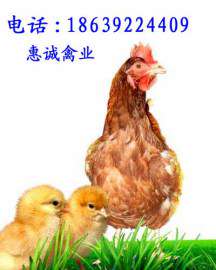 那里有青年鸡,供应蛋鸡苗,蛋鸡价格,蛋鸡批发,蛋鸡销售