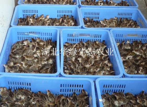 广元珍珠鸡苗首先湖北绿禽业育种场 