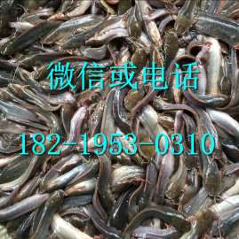 广东揭阳本地塘鲺鱼苗梅州鲫鱼苗清远白鲳鱼苗