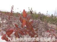 河南红枫种苗冬红北海道黄杨【雪中红】批发价格