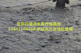 张家口市鱼苗