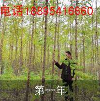 农作物种植与种泓森槐盈利对比