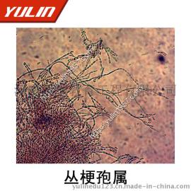 丛梗孢属(仁果丛梗孢)植物切片 高教类生物切片