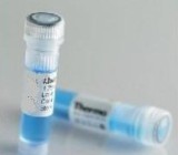 髓过氧化物酶抗体Anti-MPO