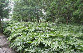 八角金盘，四川八角金盘，成都八角金盘种植基地
