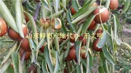 刚上市鲜枣产地批发鲜枣供应商代办
