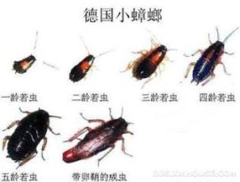 巩义价格最平价的巩义灭蟑螂灭鼠首选山岚灭虫公司