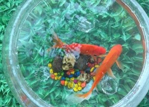 怎样饲养金鱼 