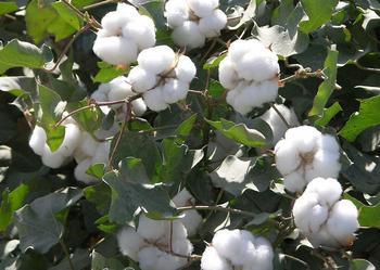 全球棉花市场连续4年供过于求 