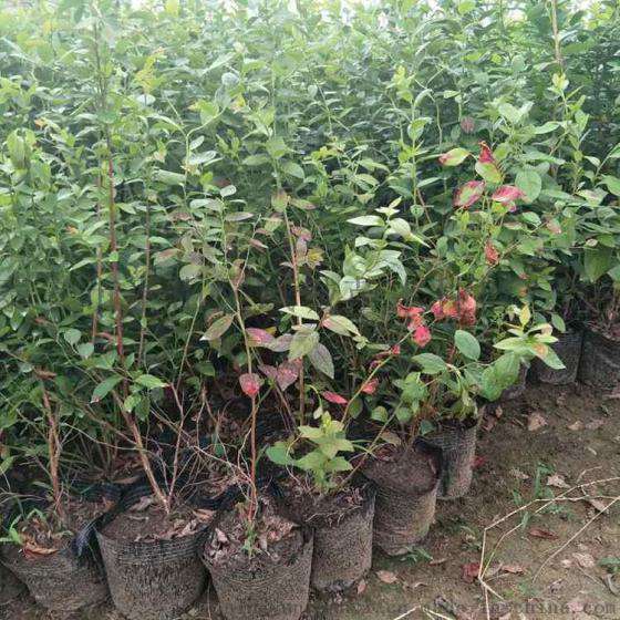 出售2年苗蓝莓 蓝莓2年苗多少钱 品种好 产量高