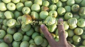 找专业鲜冬枣产地代办