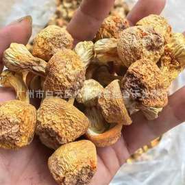 云南姬松茸特级 野生天然优质 食用菌巴西蘑菇 量大优惠