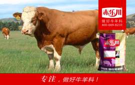 甘肃肉牛增肥饲料   N650