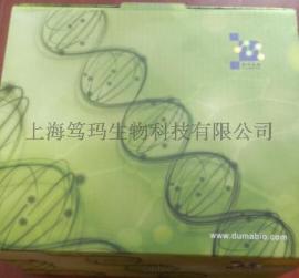 马主要组织相容性复合体(MHC/ELA)ELISA试剂盒