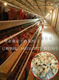达州哪里有鸡苗卖；达州鸡苗批发市场地址；达州本地土鸡苗