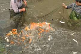 北京草鱼，鲤鱼，鲫鱼