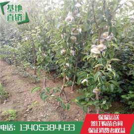 1公分梨树苗批发价格 梨树苗多少钱一棵