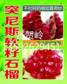 富农 软籽石榴 甜石榴特级果