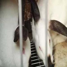 供甘肃幼兔和天水兔肉详情