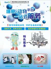 293E人胚肾细胞（EBNA1基因修饰）广州吉妮欧生物 细胞实验