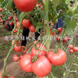 供应A8柿子苗 粉果西红柿 种子种苗