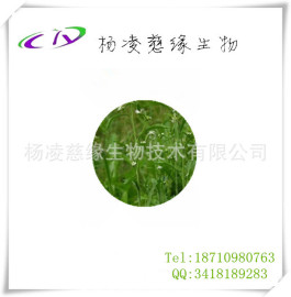 宽叶独行菜提取物10：1 独行菜天然提取物 天然独行菜纯提