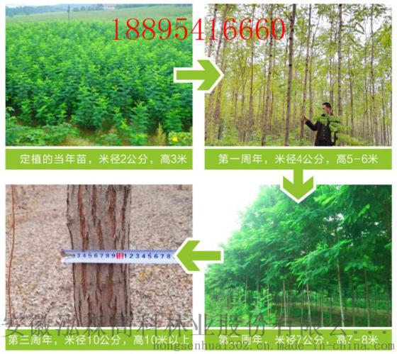 广州适合种什么树赚钱