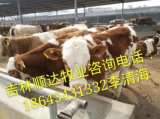 最新肉牛养殖方法