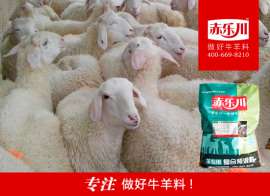 肉羊的饲料，推荐赤乐川Y640
