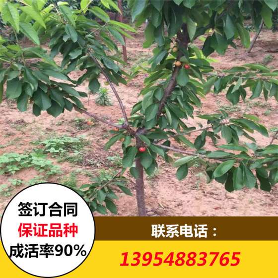 福晨樱桃苗 福星樱桃苗 俄罗斯8号樱桃苗价格