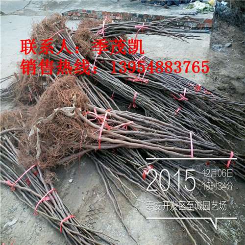 青皮无花果苗，波姬红无花果苗，无花果苗批发价格