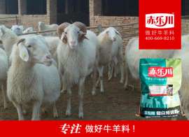 育肥羊预混料供应商  Y640