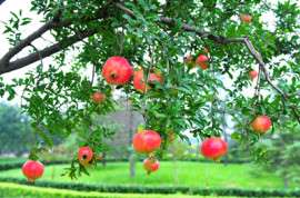 富农石榴 新鲜水果河阴软籽石榴