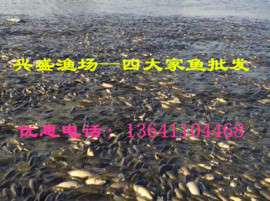 北京草鱼苗批发厂家供应抗病鱼苗