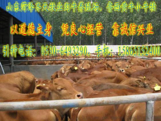 哪里的牛犊价格便宜