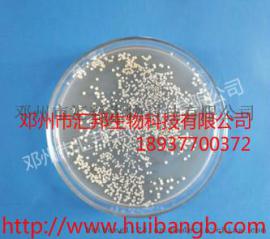 邓州汇邦生物抗重茬菌剂放线菌厂家