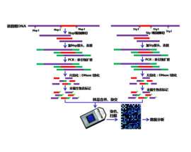 Affymetrix 全基因组 SNP 芯片检测