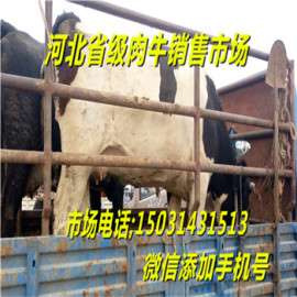 河北张家口肉牛市场张北肉牛交易的地方/肉牛犊的来源