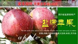 大凉山优质盐源红富士苹果代办电话